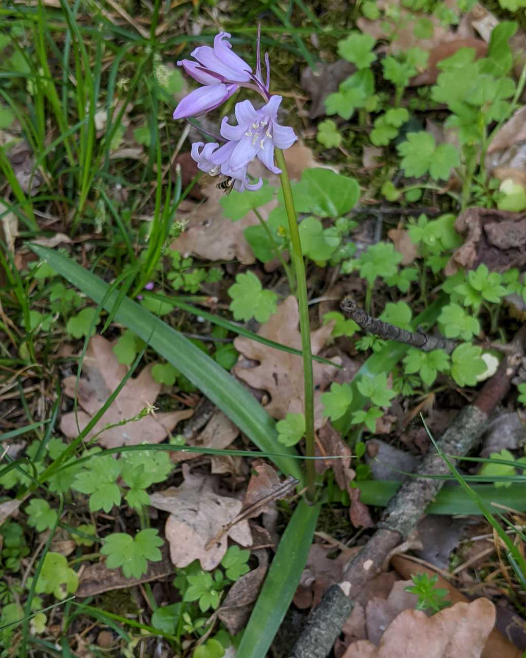 Hyacinthoides-non-scripta (Asparagaceae)